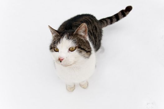 Cat sitting at snow
