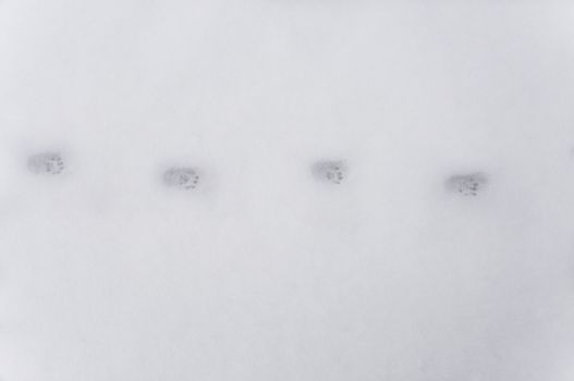 an image of footprint at snow