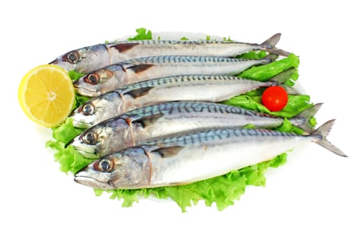 Mackerels isolated on white background