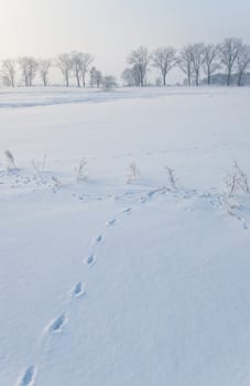 an image of winter scenery