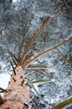 pine tree