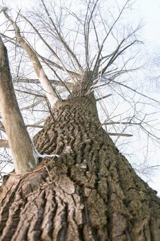 An image of tree without the leaves