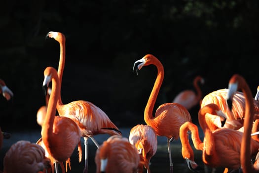 Flamingo on a decline. A portrait of group of pink flamingos against a dark background in decline beams. 