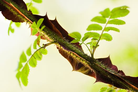 Wild rose branch with large thorns - Rosa sericea pteracantha