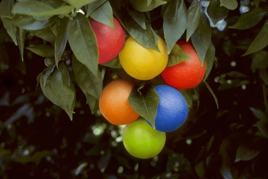 bunch of multicolored oranges hanging on a tree in a grove. Colors include , blue, green, orange, red, purple and yellow.