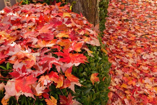 Fallen Maple Tree Leaves on Backyard Garden Shrubs in Autumn