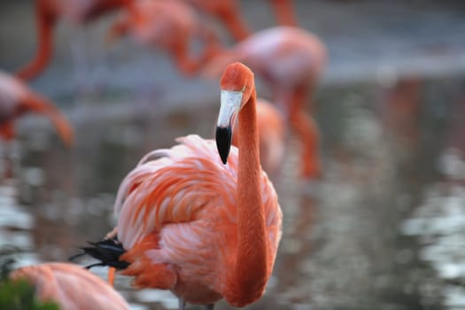 Portrait of a pink flamingo in a front.