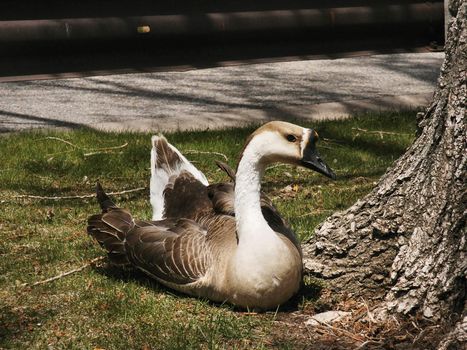 Brown and White Goose laying in grass