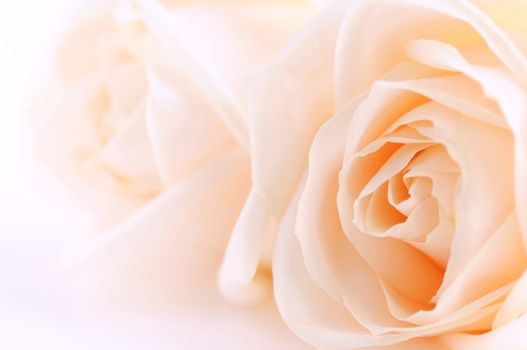 Macro of two delicate beige roses on white background