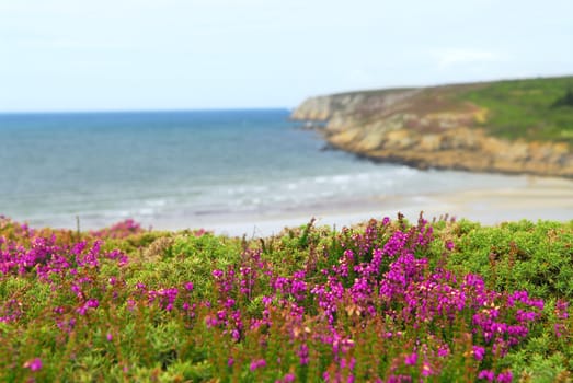 Heather blooming at the Atlantic ocean coast in Brittany, France