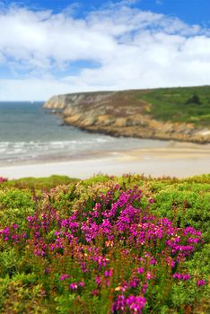 Heather blooming on Altantic coast in Brittany, France