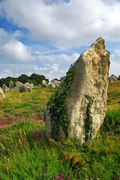 Green vines on prehistoric megalithic monuments menhirs in Carnac area in Brittany, France