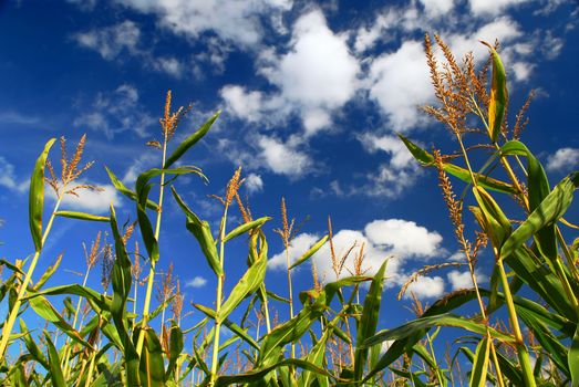 Farm field with growing corn under blue sky