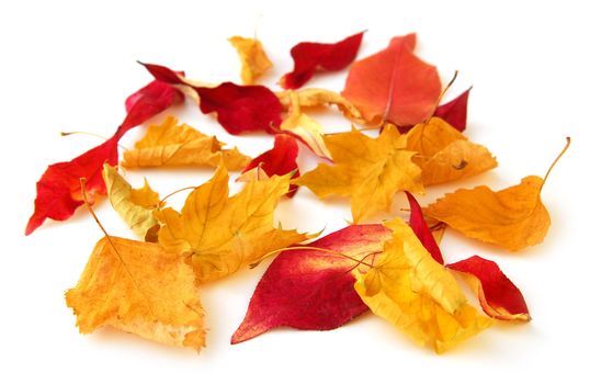 Dry colorful autumn leaves on white background