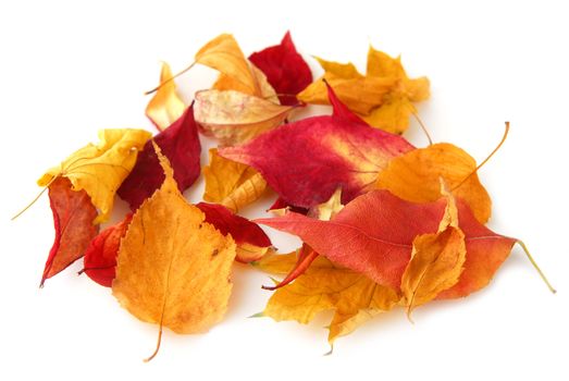 Dry colorful autumn leaves on white background