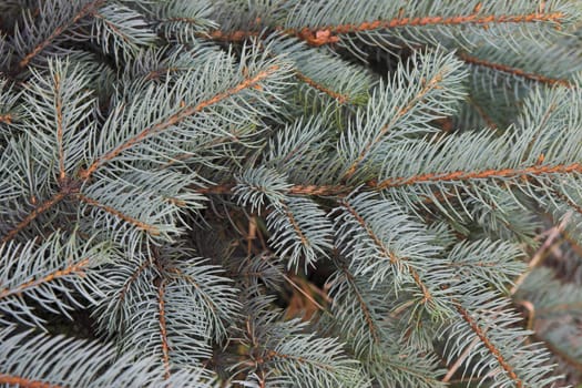 Branches of a blue spruce close up