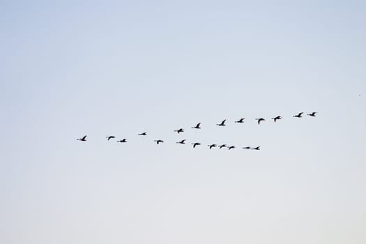 Flying white swans on a background of the evening sky seem black