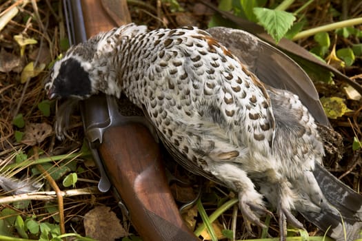 Old gun and the hazel grouse