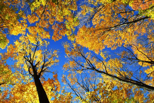 Canopies of tall colorful autumn trees in sunny fall forest