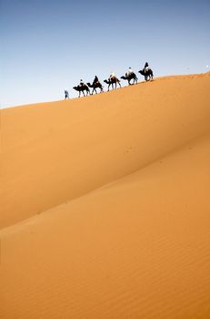 Camel caravan in the Moroccan Sahara