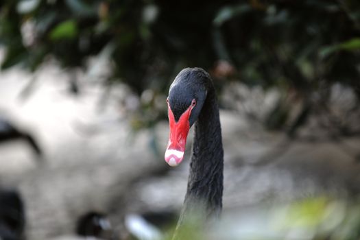 Portrait of a black swan in a foliage environment. 