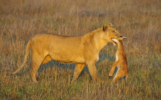 A lioness with new-born antelope prey. The lioness goes on savanna and bears the killed kid of an antelope. A yellow grass. The morning sun.