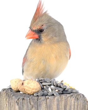 A female cardinal perched on a park bench eating bird seeds.