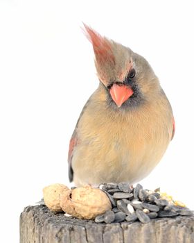 A female cardinal perched on a park bench eating bird seeds.