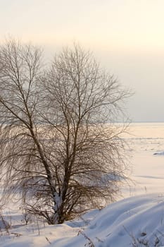 Trees on  shores of  beach in  winter sky background, Russia.