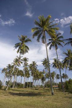 coconut tree with blue sky