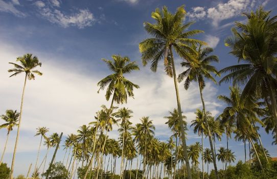 coconut tree with blue sky