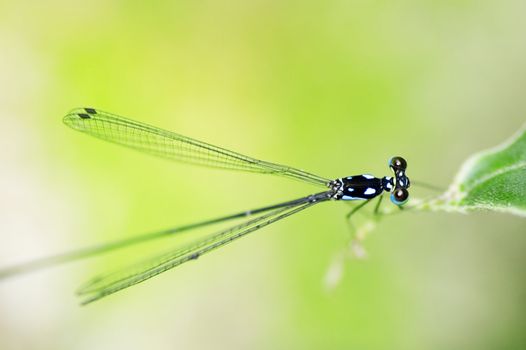 damselfly with natural background