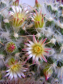 Cactus with blossoms  (Mammillaria).Image with shallow depth of field.
