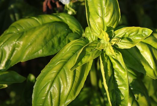 Green basilic leaves in the nature by summer