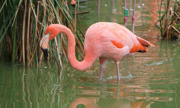 Pink flamingo standing on its foot in the waterpond