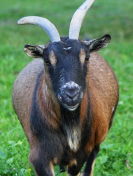 Portrait of a black and brown goat with two beautiful horns