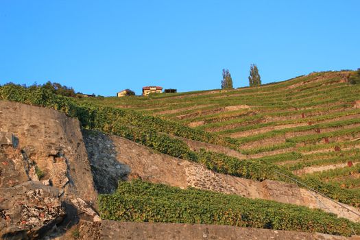 Famous and protected Lavaux vineyards near Montreux by sunset, Switzerland, by sunset