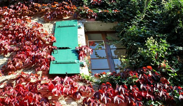 Red and green autumnal ivy around a window with wood shutters