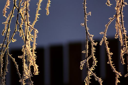 Birch branches with ice crystals on them form a curtain lit by the morning sun
