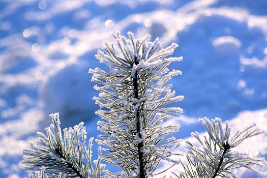 The top of a small pine beset with ice crystals, against a snowy background