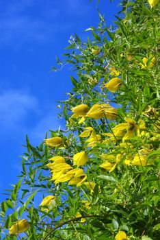 Yellow clematis flowers over the blue sky background