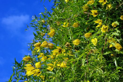 Yellow clematis flowers over the blue sky background