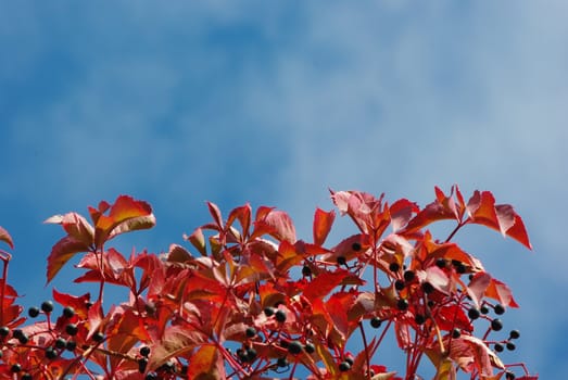 Red wild grape autumn leaves over blue sky background