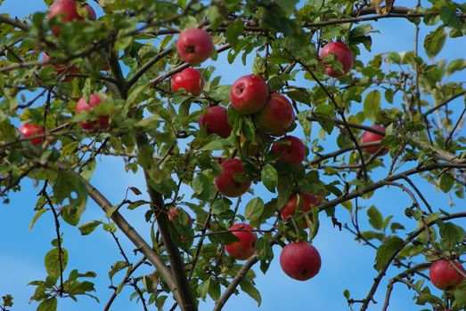 Branches of appletree with red fruits over blue sky