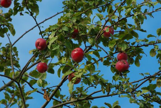 Branches of appletree with red fruits over blue sky