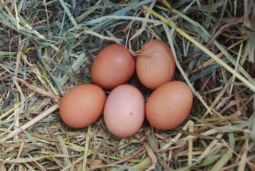 Five brown chicken eggs in the nest of dry grass