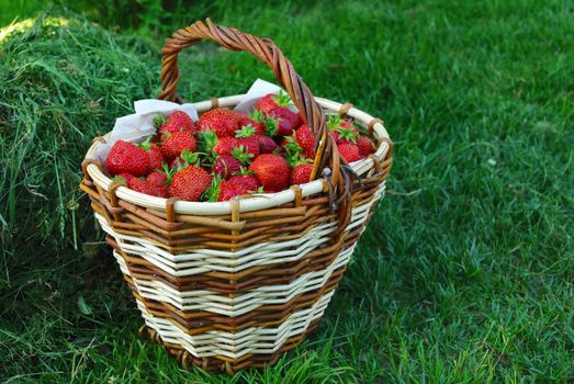 Basket full of fresh ripe strawberry. Food frame background 