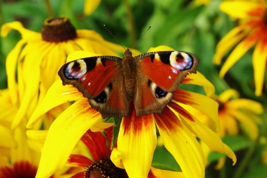 Butterfly on yellow flower in the garden