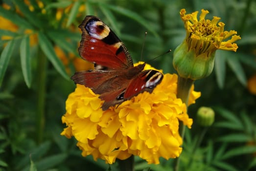 Butterfly on yellow flower in the garden