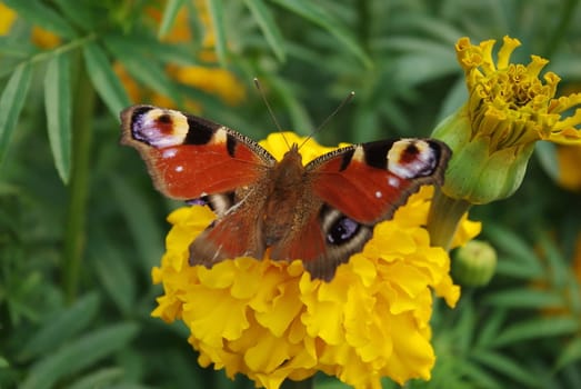 Butterfly on yellow flower in the garden